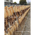 dried equatorial squid wholesale china supply